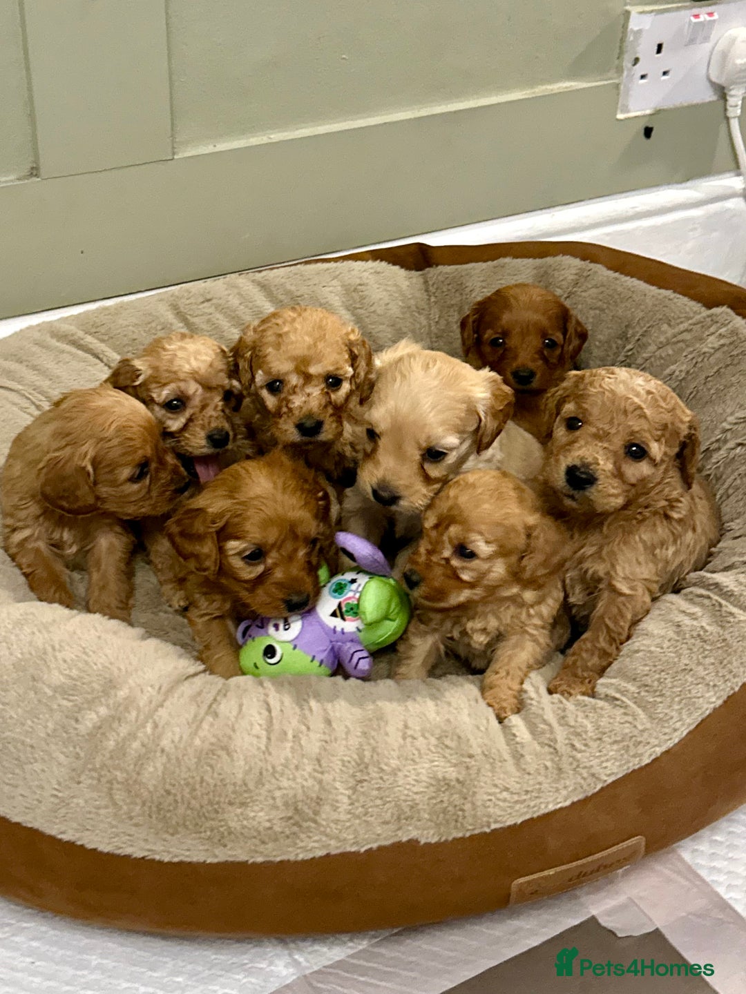 Goldendoodle dogs for sale: Miniature Goldendoodles - Ready Mid December  - Advert 3