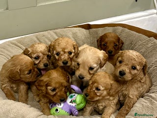 Goldendoodle dogs Miniature Goldendoodles - Ready Mid December - Advert 6