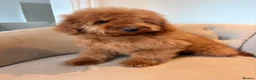 Cockapoo dogs for sale: LICENSED BREEDER QUALITY HEALTH TESTED COCKAPOOS - Advert 3