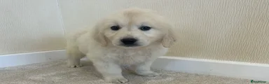 Golden Retriever 6
