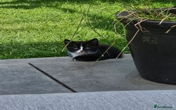 Mixed Breed cats for sale: Beautiful female kitten - Image 1