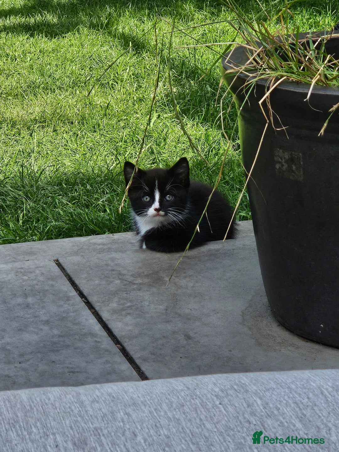 Mixed Breed cats for sale: Beautiful female kitten - Image 1