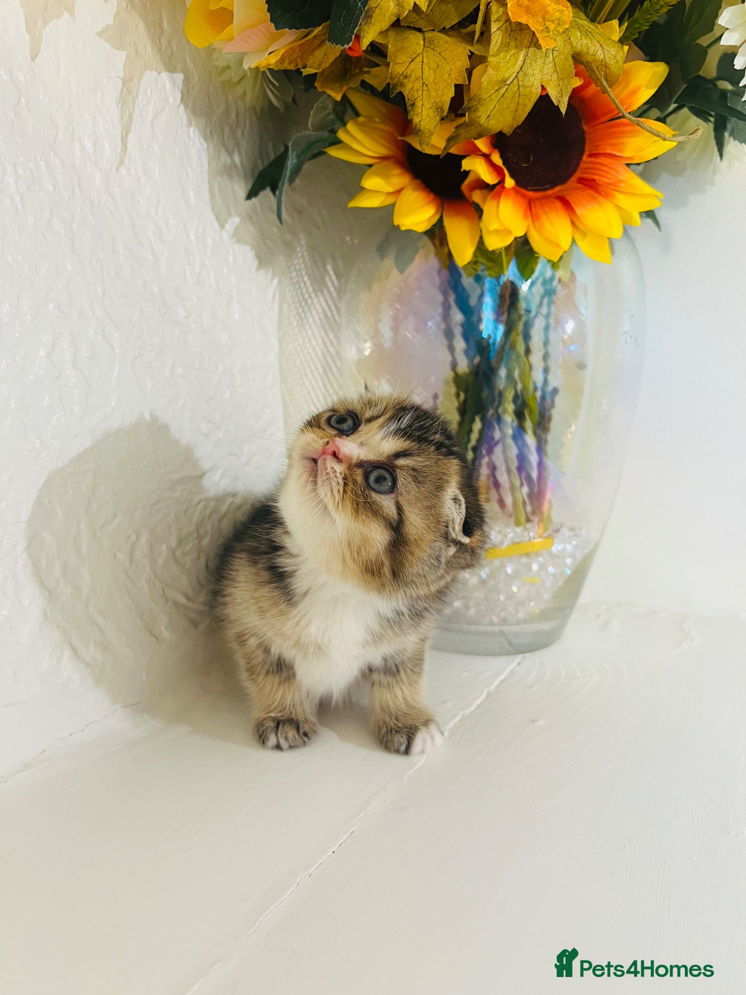 Scottish Fold cats 🥰Purebred Scottish folds looking for parents🐾 - Advert 6