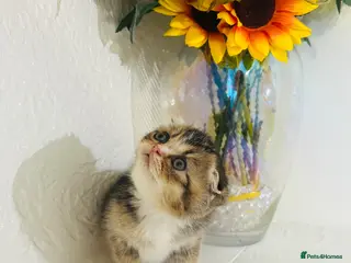 Scottish Fold cats 🥰Purebred Scottish folds looking for parents🐾 - Advert 11