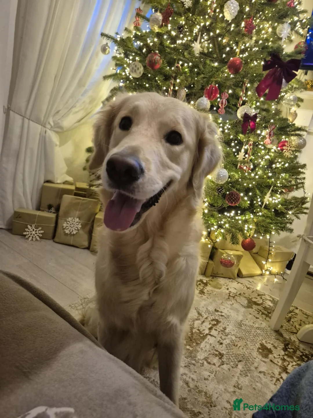 Golden Retriever dogs for sale: Luna  - Advert 1