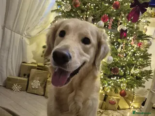 Golden Retriever dogs Luna in Birmingham - Advert 1