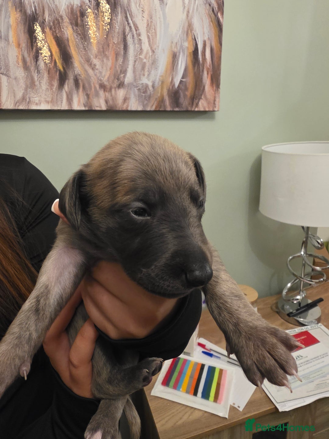 Whippet dogs for sale: Whippet pups for sale - Advert 15