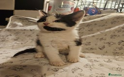 Mixed Breed cats for sale: Four adorable kittens - Image 2