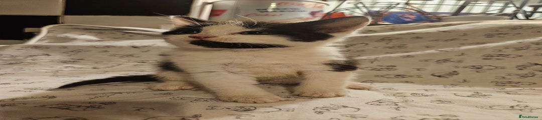Mixed Breed Kitten 2