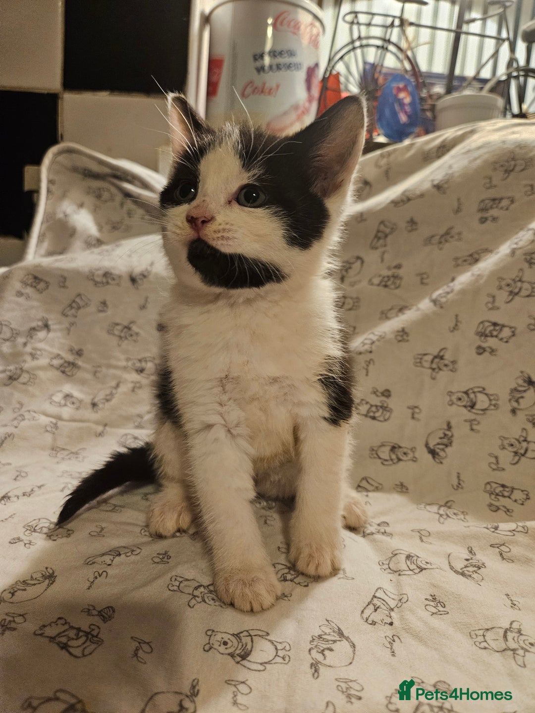 Mixed Breed cats for sale: Four adorable kittens - Image 2