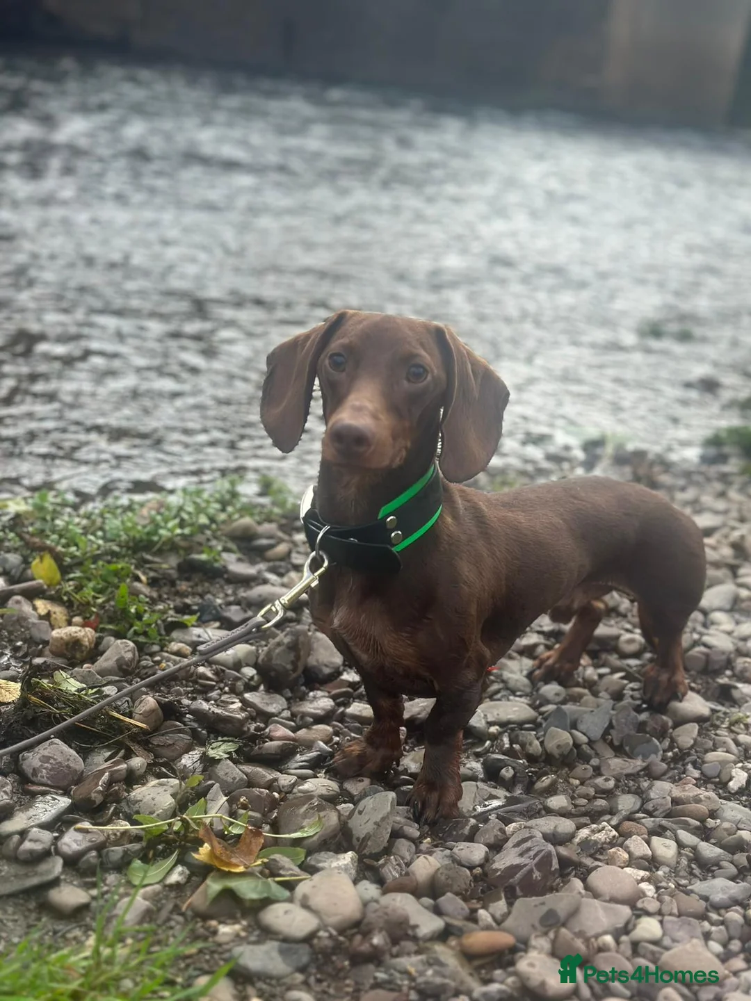 Miniature Dachshund dogs for sale: Miniature Dachshund for Sale in Tiverton - Advert 3