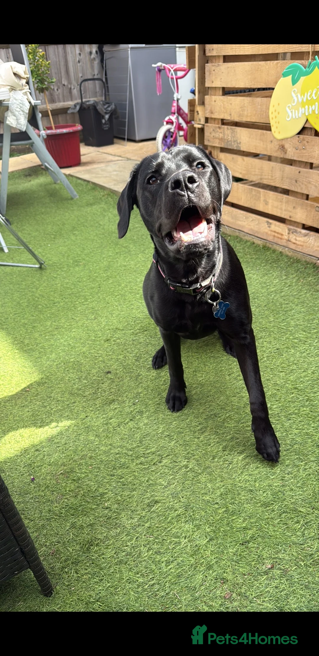 Labrador Retriever dogs for sale: Lunah black lab 4 years old  in Farnborough - Advert 8