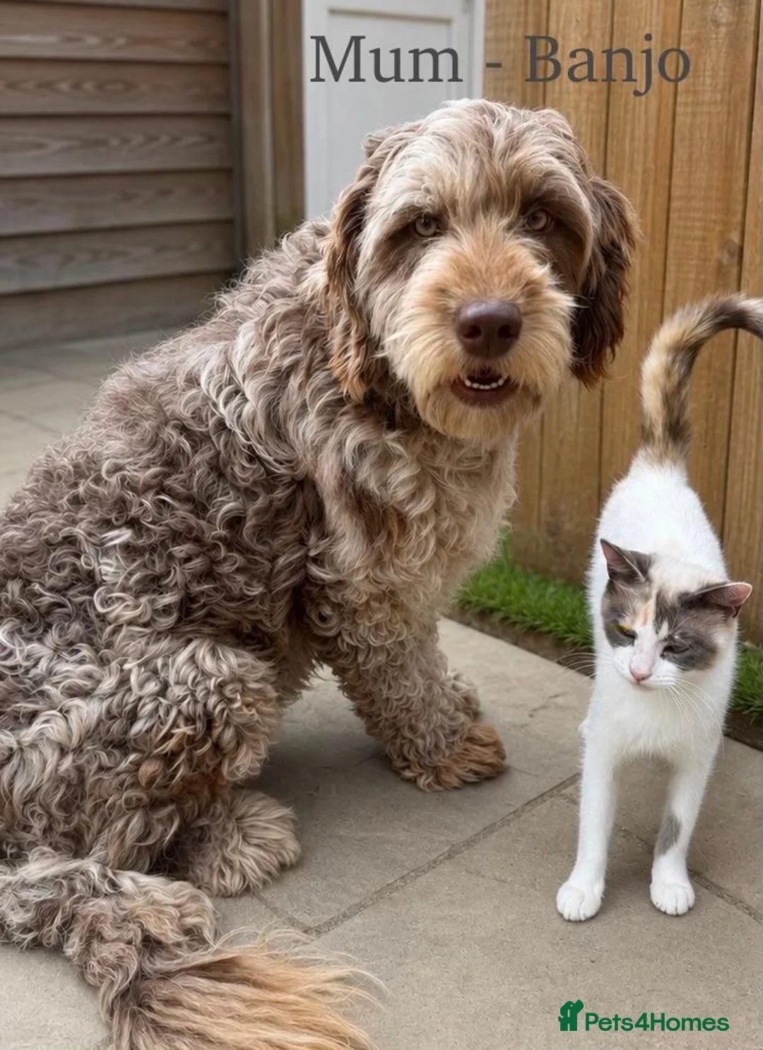 Bordoodle dogs for sale: Beautiful Bordoodle/Colliepoo  - Advert 14