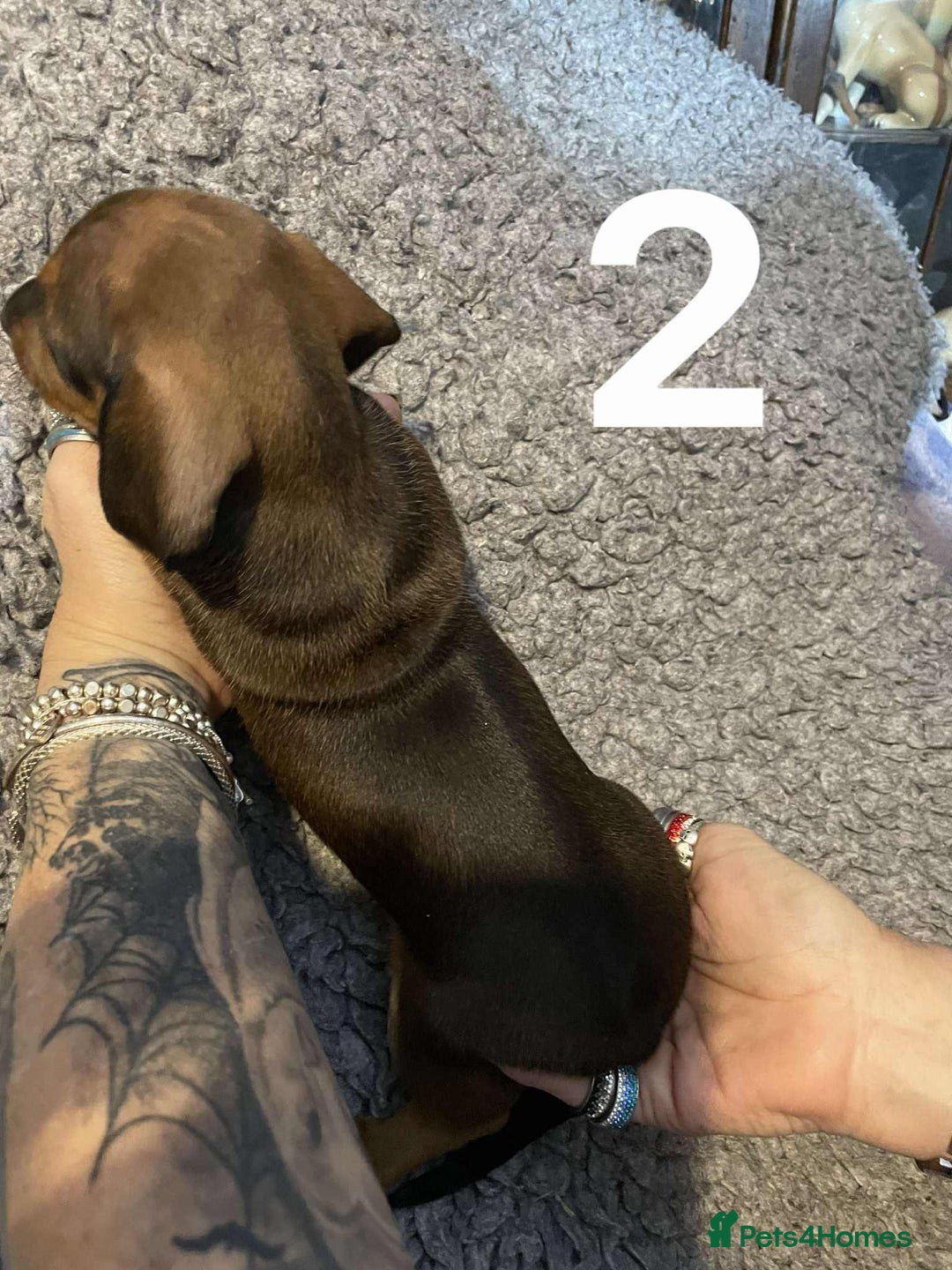 Dachshund dogs for sale: Stunning Litter of dachshund Puppies - Advert 5