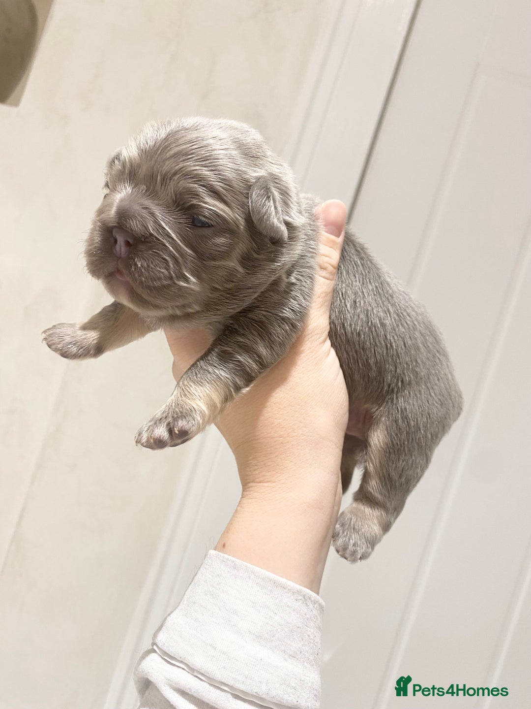 French Bulldog dogs for sale: TINY TEDDY BEAR FRENCH BULLDOG PUPS  - Advert 6