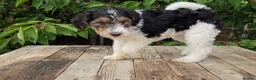 Standard Poodle dogs for sale: Parti Colour Fox Terrier x Standard Poodle Pups - Advert 13