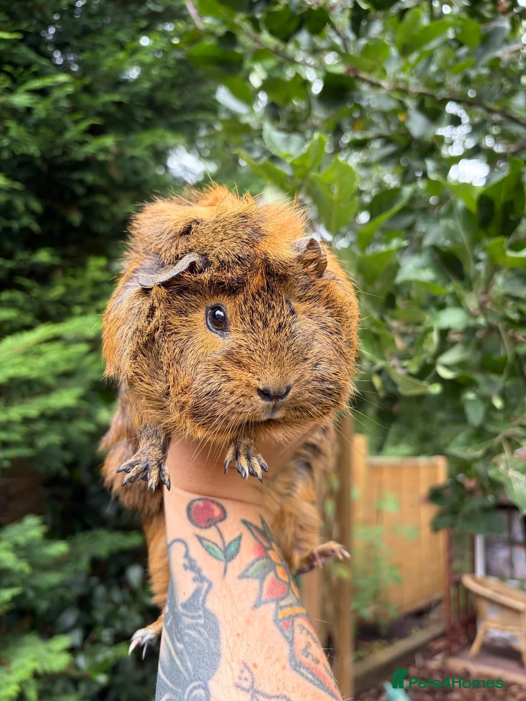 Guinea Pig rodents for sale: 2 x Female Guinea Pigs - Advert 2