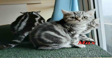 British Shorthair cats - Advert 10