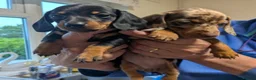 Miniature Dachshund dogs for sale: 🐶 Dachshund babies 🐶 in Alfreton - Advert 3