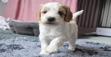 Cockapoo dogs - Advert 5