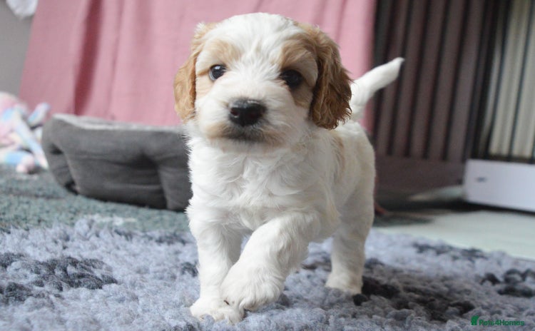 Cockapoo dogs - Advert 3