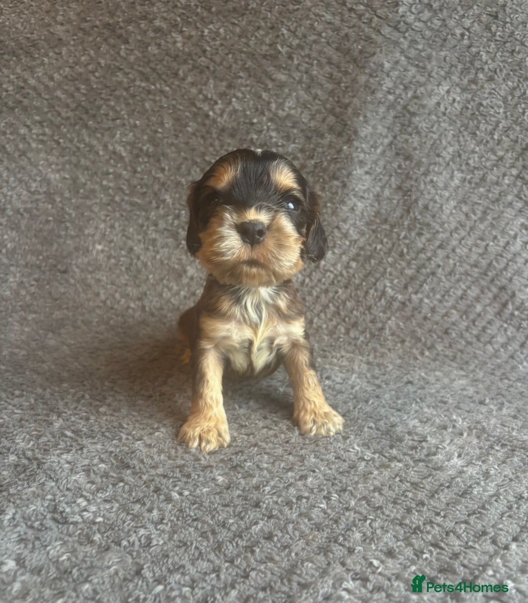 Cocker Spaniel dogs for sale: Health Tested KC Cocker Spaniel Puppies  - Advert 5