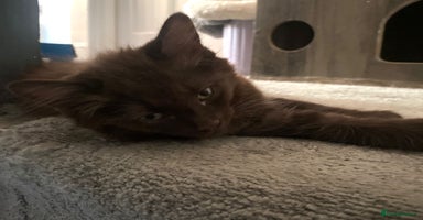 Maine Coon cats - Advert 13