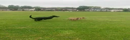 Mixed Breed dogs for sale: Ivar . 3 year old malinois cross - Advert 4