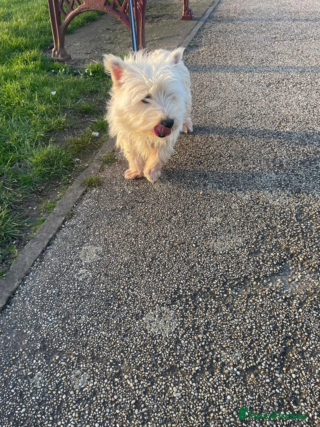West Highland Terrier dogs for sale: West highland terrier  - Advert 1