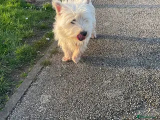 West Highland Terrier dogs West highland terrier - Advert 13