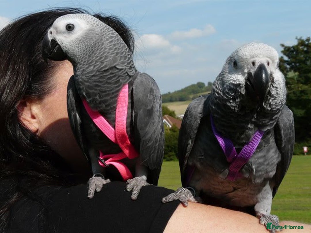 Parrots birds for sale: African Grey Parrots Pair - Image 2