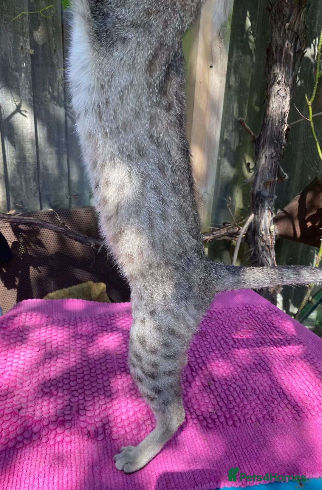 Savannah cats for sale: Pedigree F5 SBT SAVANNAH girl seeks forever home in Manchester - Image 27