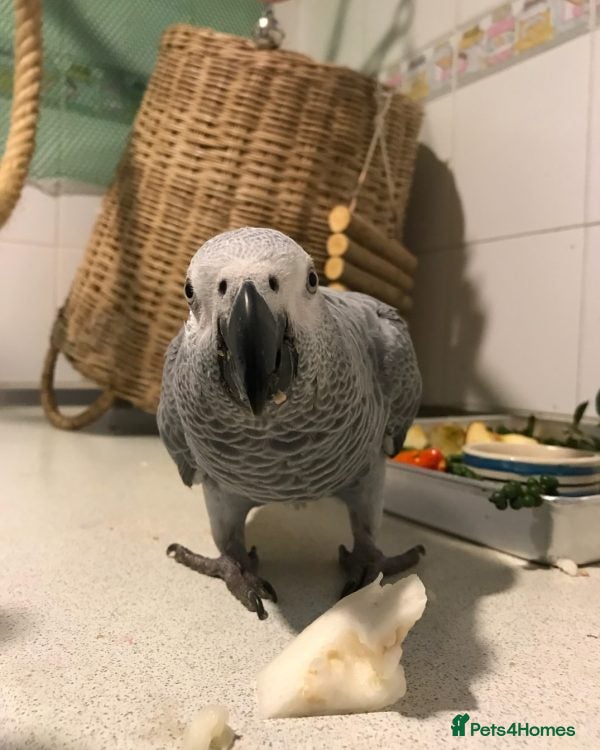 Parrots birds Congo African Grey Parrot for sale  - Advert 2