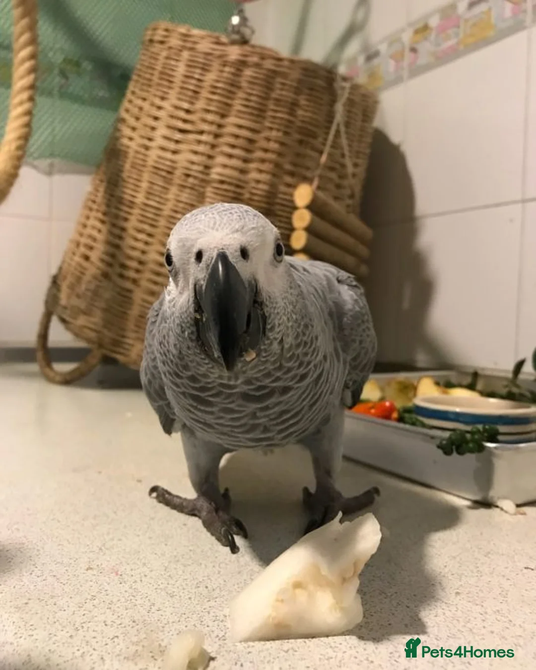 Parrots birds for sale: Congo African Grey Parrot for sale  in Kingston upon Thames - Advert 1
