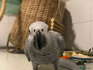 Parrots birds Congo African Grey Parrot for sale - Advert 2