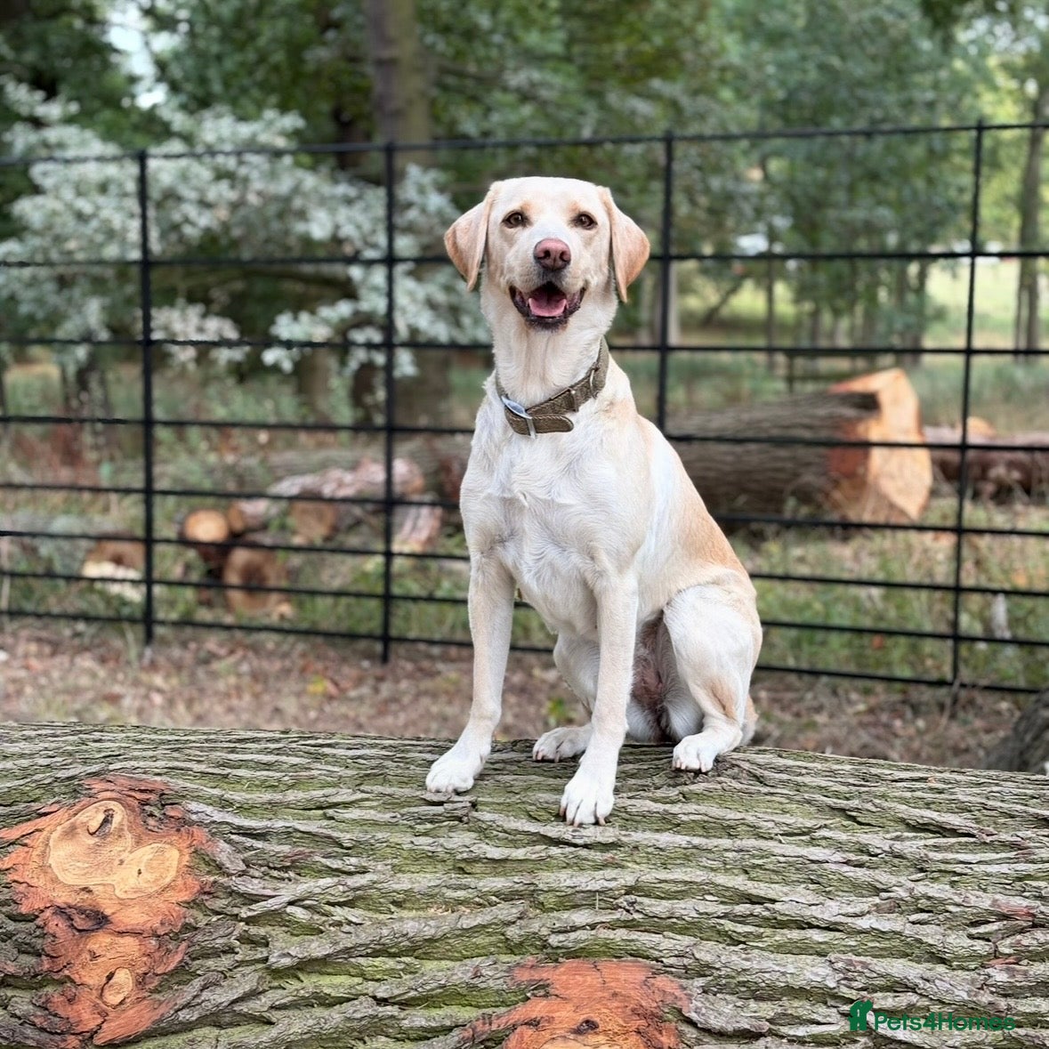 Labrador Retriever dogs Working KC Labrador Puppies  - Advert 1