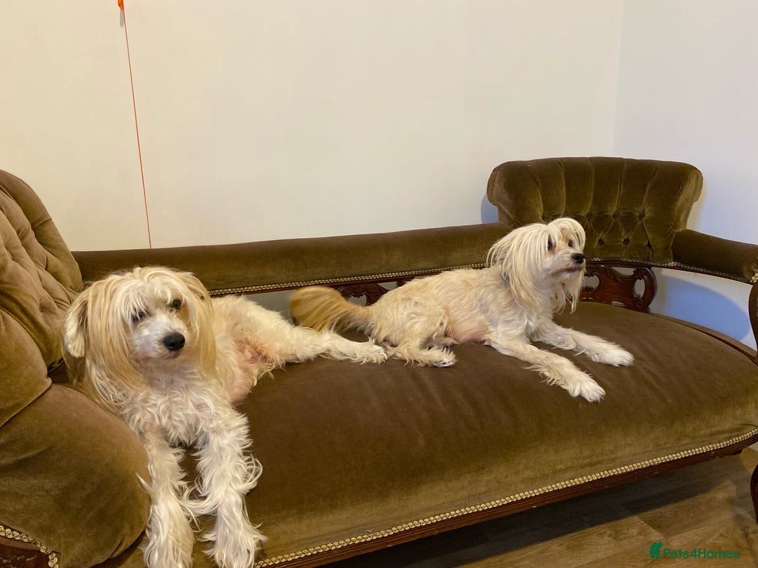 Chinese Crested dogs for sale: Chinese Crested puppies - Advert 27