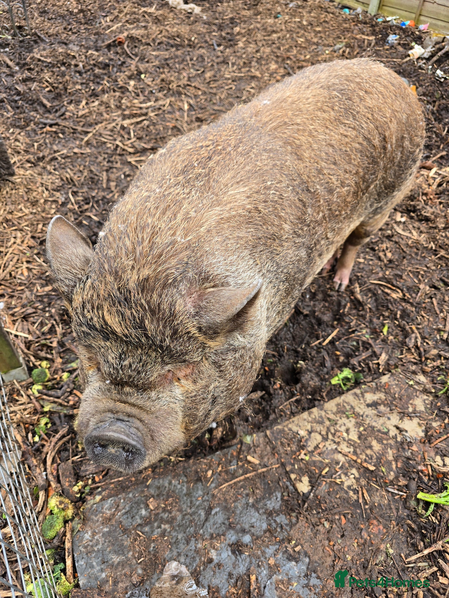 Pig livestock Pennywell Miniature Pigs - Advert 2