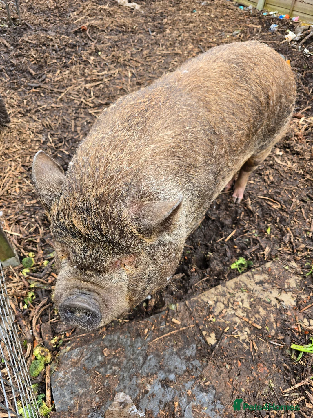 Pig livestock for sale: Pennywell Miniature Pigs - Advert 2