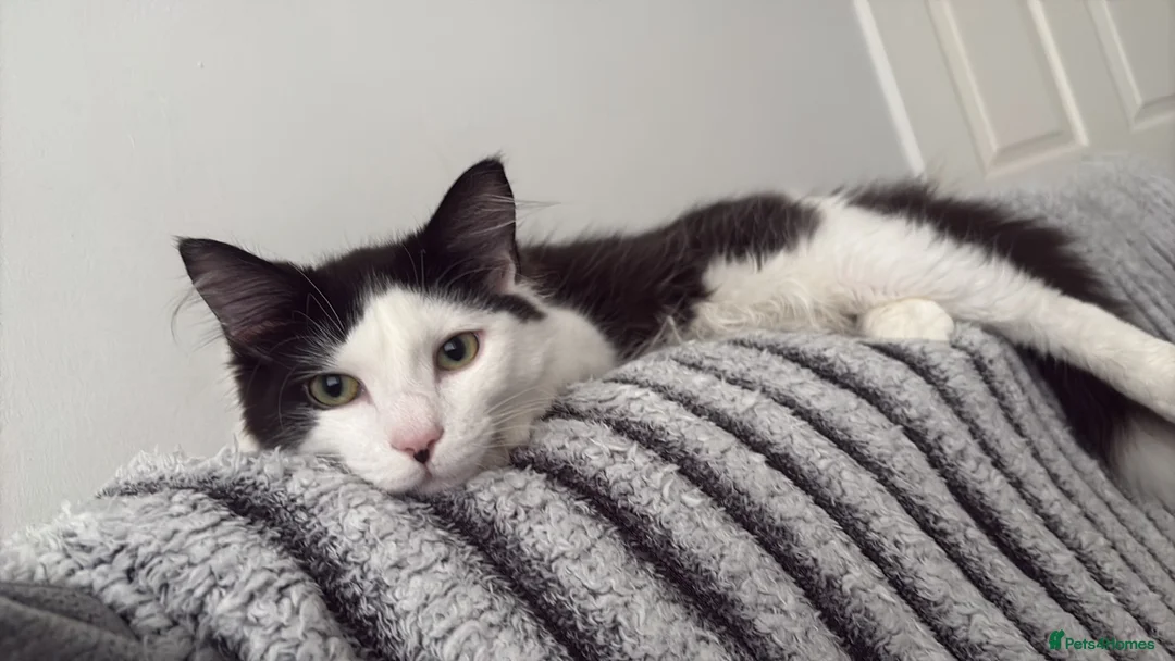 Maine Coon cats for sale: 6 month old kitten needing 5 star home only  - Advert 1