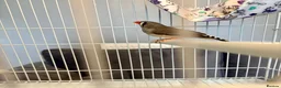 Finches birds for sale: Zebra Finches For Sale - Advert 7