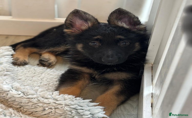 German Shepherd dogs Stunning long haired chunky German Shepherd pups.  - Advert 2