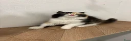 British Longhair cats for sale: Black tortie and white cinnamon carrier  - Advert 5