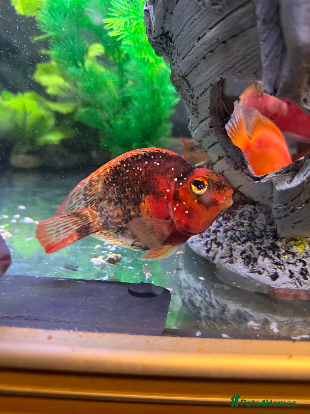 Cichlids fish for sale: Crystal parrot & srt - Advert 3