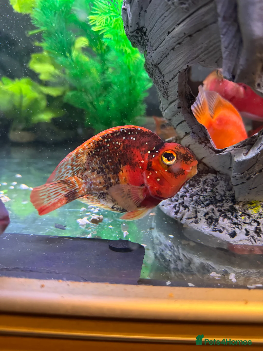 Cichlids fish for sale: Thai imports Crystal parrot & srt (Cheshire) - Advert 3