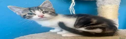 Mixed Breed cats for sale: Tabby white kitten gorgeous face vibrant markings - Advert 9