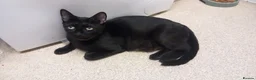 Siamese cats for sale: 2 Beautiful Siamese Kittens 🐱❤️ - Advert 2