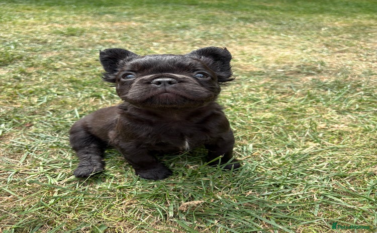 French Bulldog dogs - Advert 1
