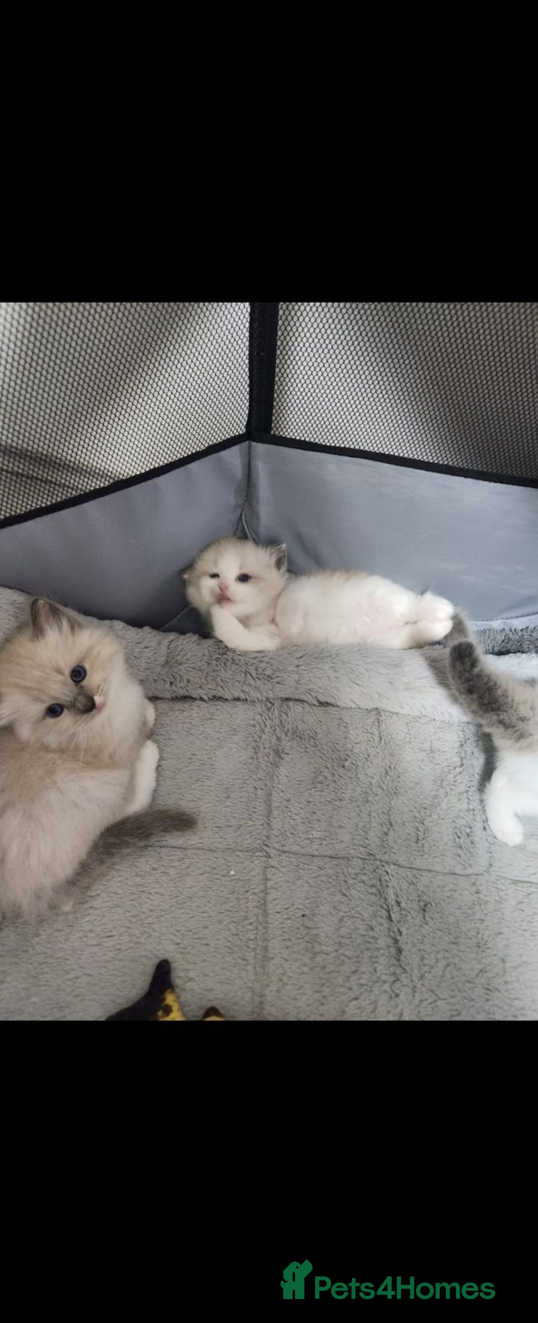 Ragdoll cats for sale: fluffie rag-dolls - Image 5