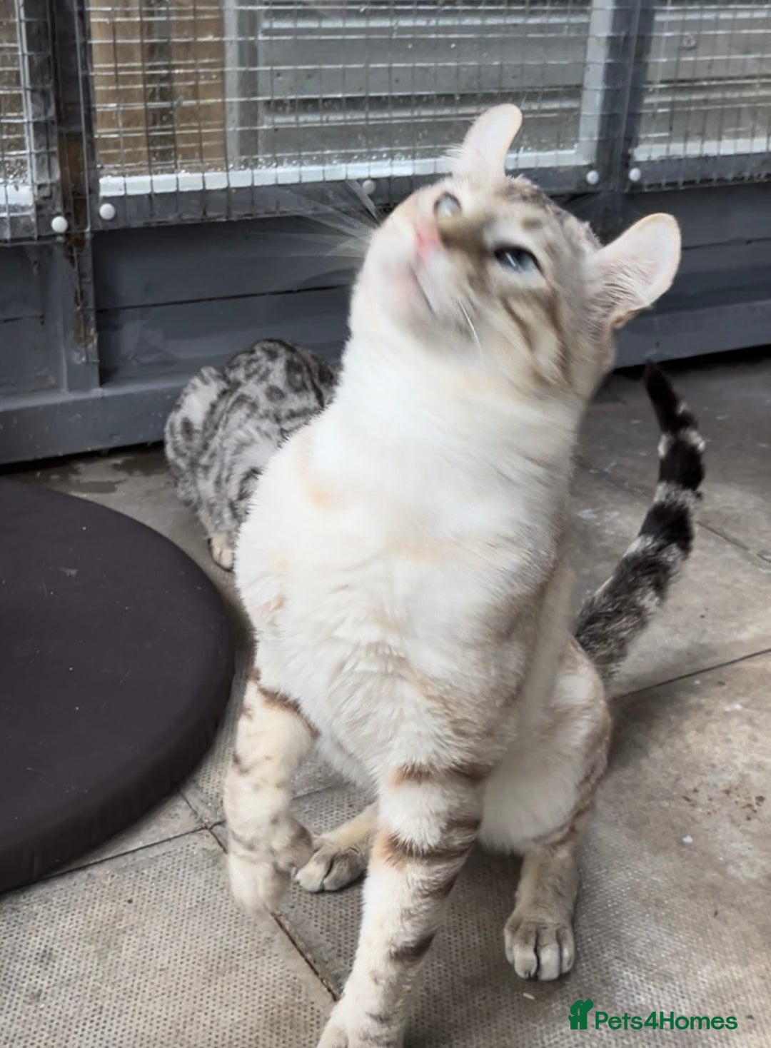 Keetso cats for sale: Gorgeous polydactyl curled eared boy  - Advert 13